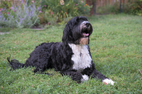 For Fun: It's National Dog Day!